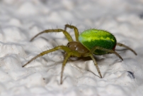 Une femelle en chasse. (Araneae - Araneidae - Araniella sp.)